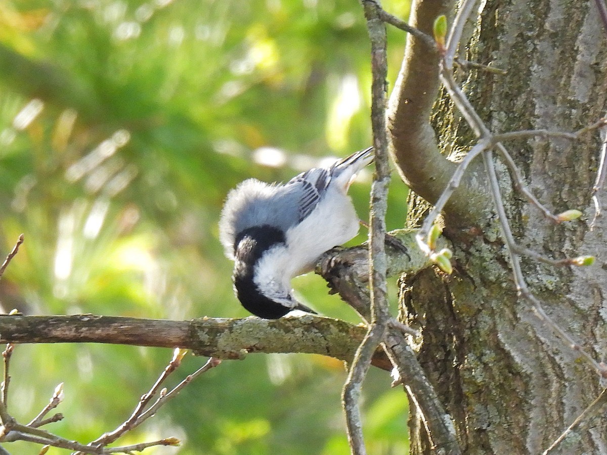 White-breasted Nuthatch - ML634900641