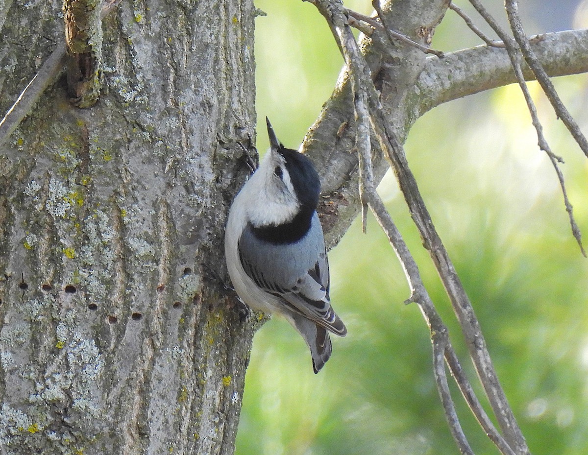 White-breasted Nuthatch - ML634900642