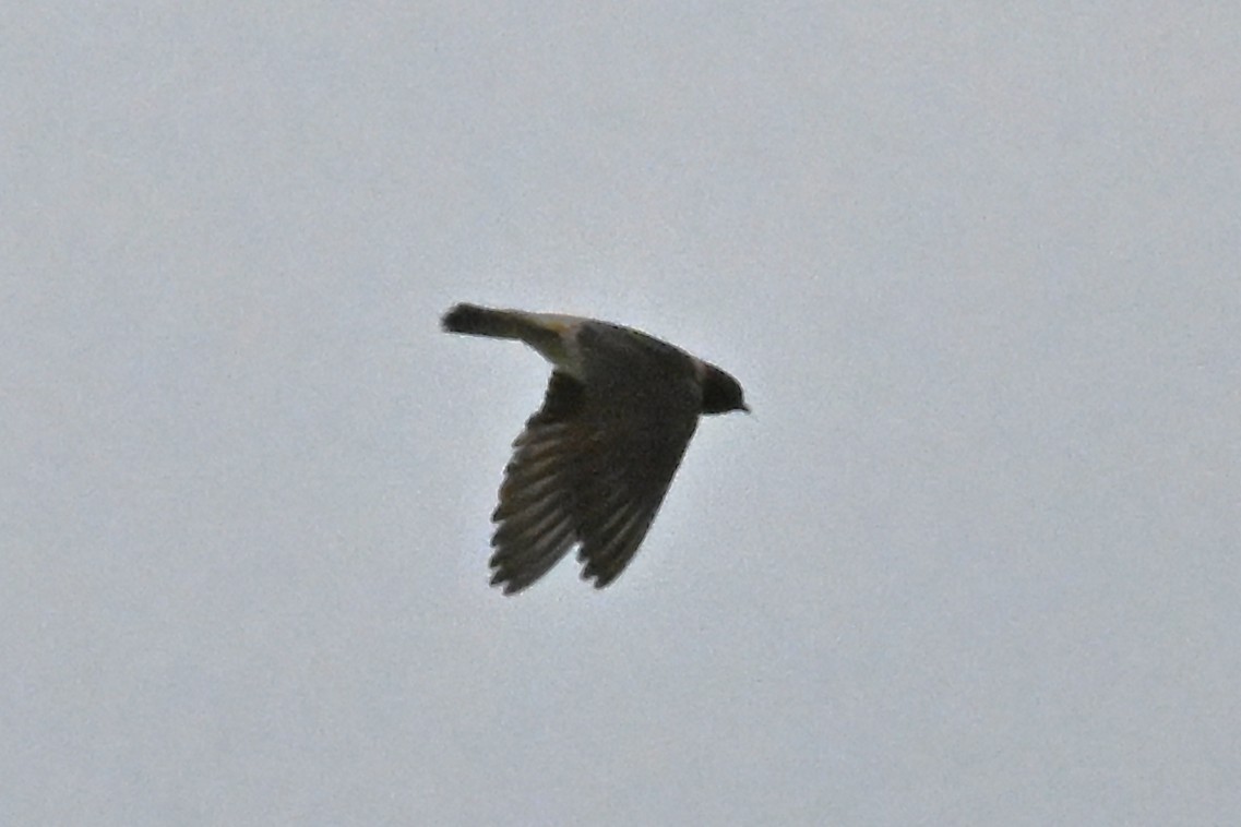 Cliff Swallow - ML634900648