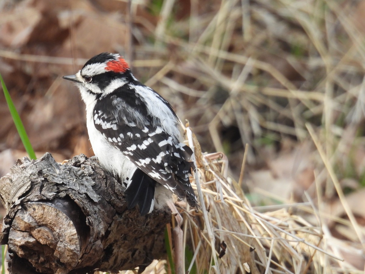 Downy Woodpecker - ML634900655