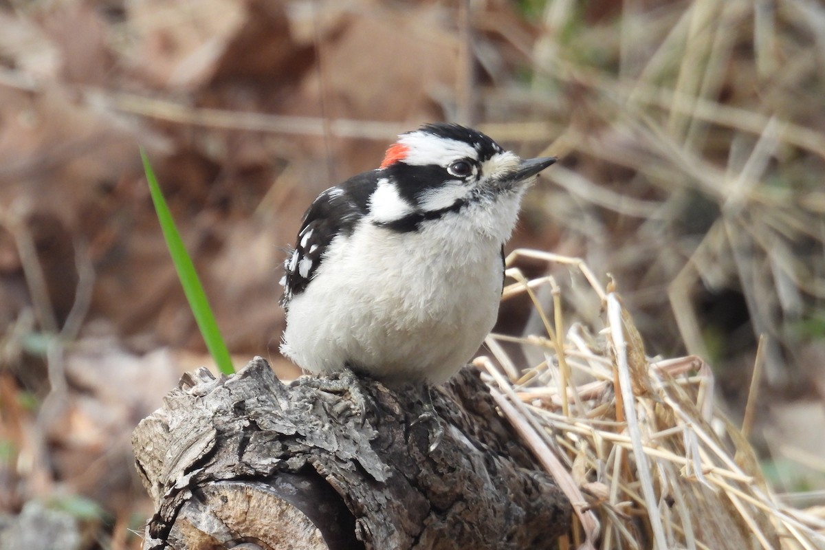 Downy Woodpecker - ML634900661