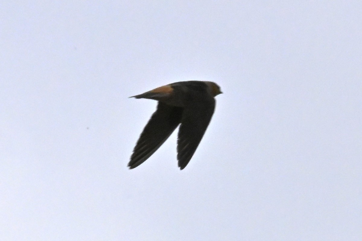 Cave Swallow - ML634900872