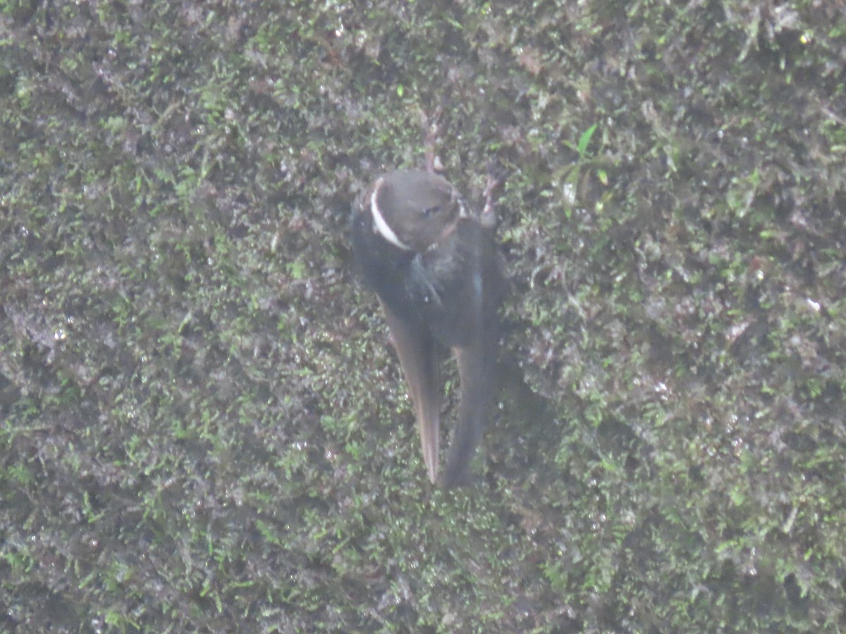 White-collared Swift - ML634900913