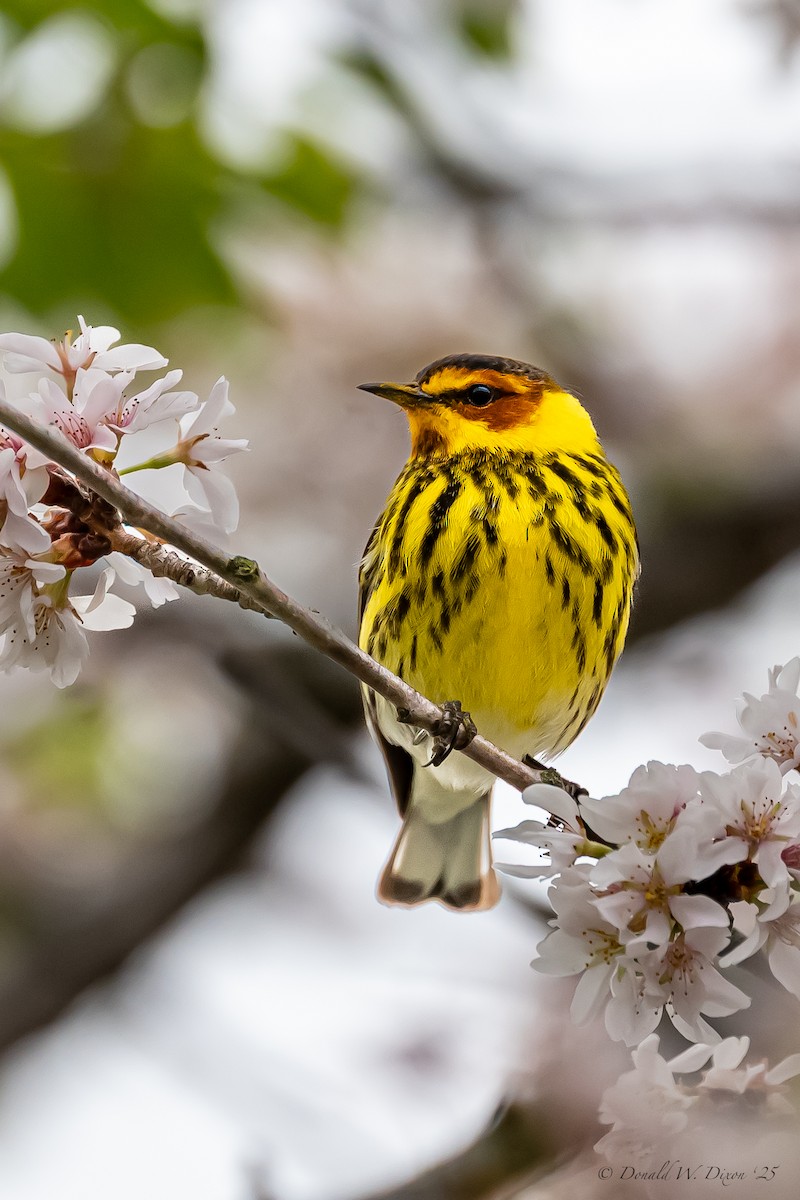 Cape May Warbler - Donald Dixon