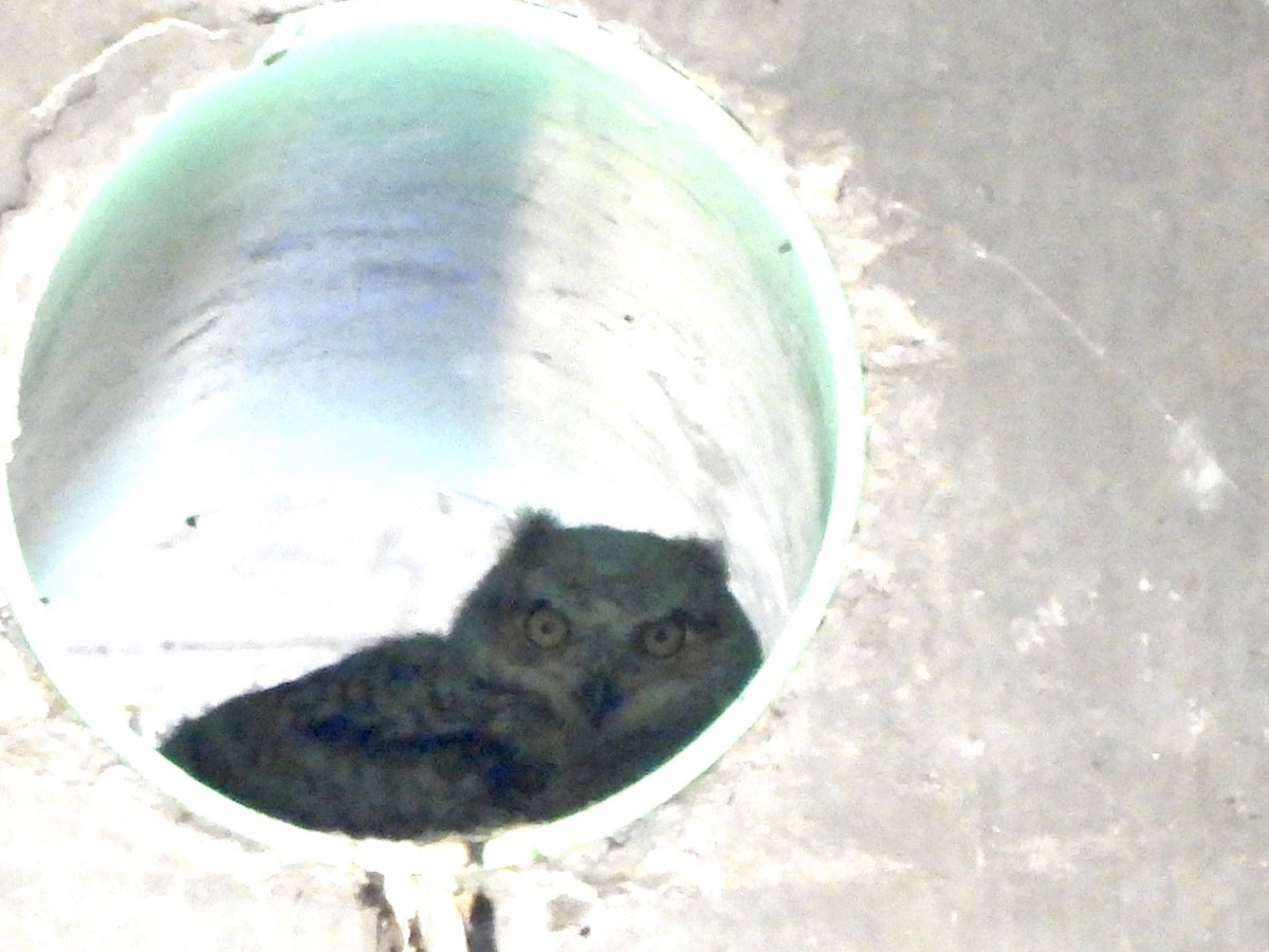 Great Horned Owl - ML634900996