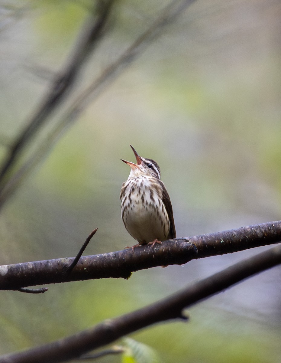 Louisiana Waterthrush - ML634901039