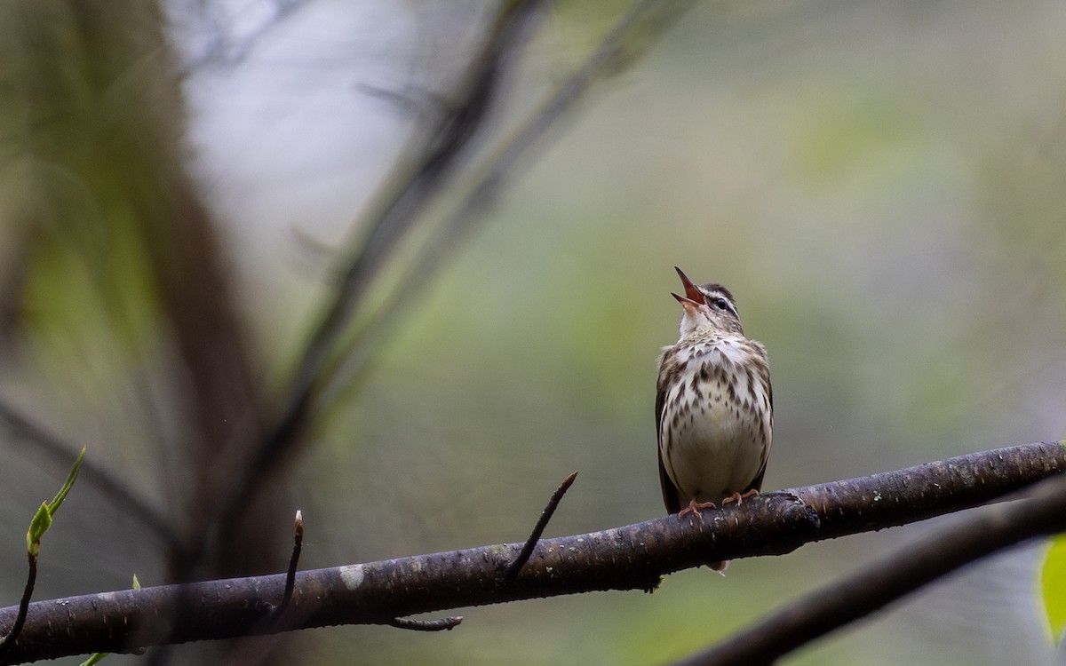 Louisiana Waterthrush - ML634901040