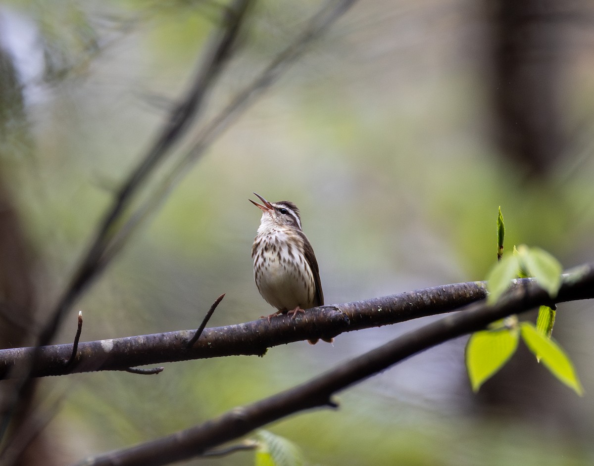 Louisiana Waterthrush - ML634901041