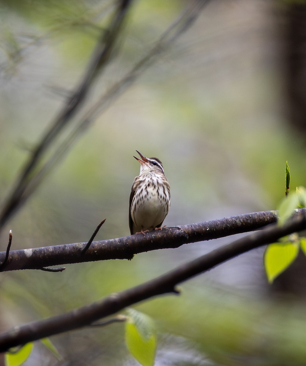 Louisiana Waterthrush - ML634901042