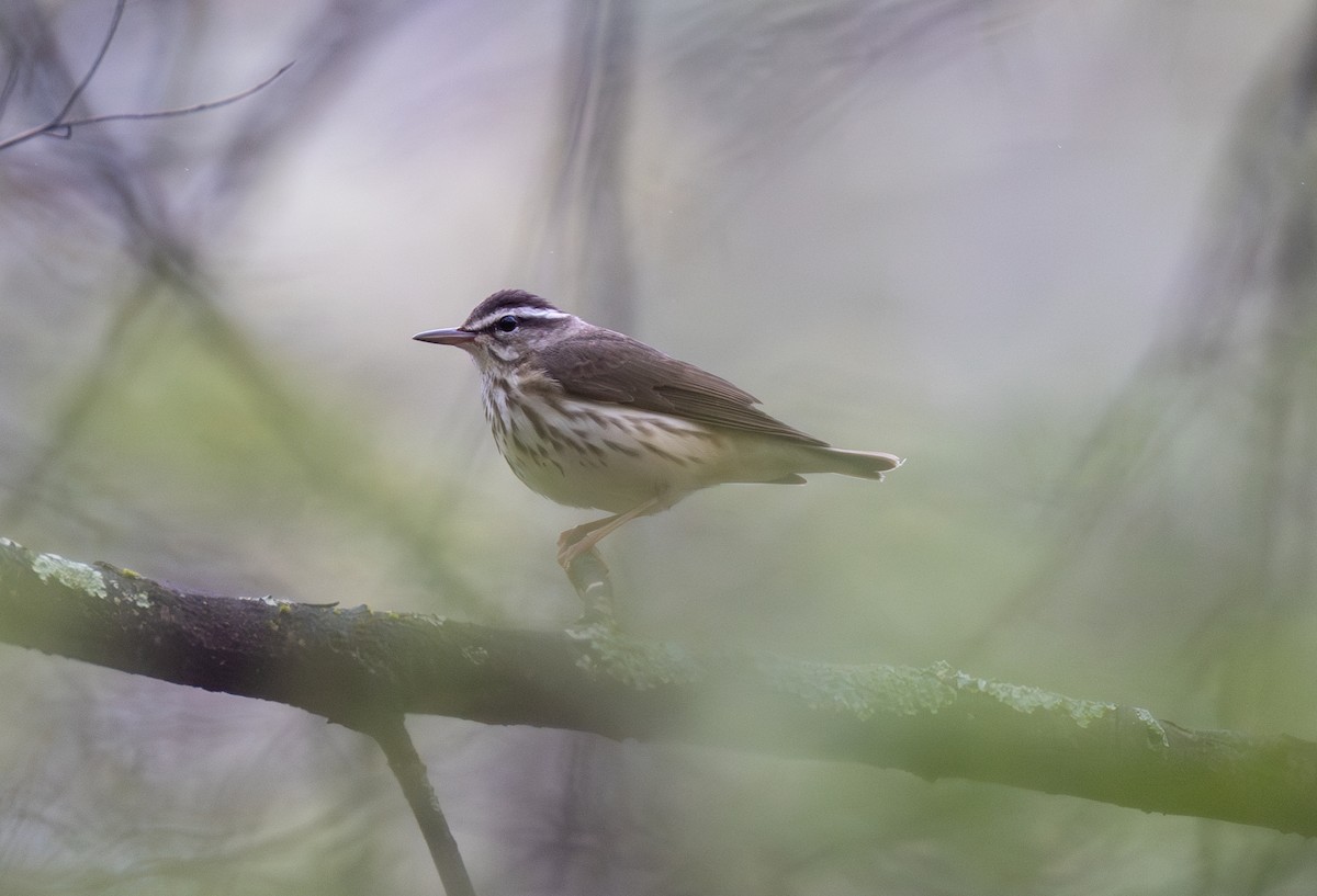 Louisiana Waterthrush - ML634901043