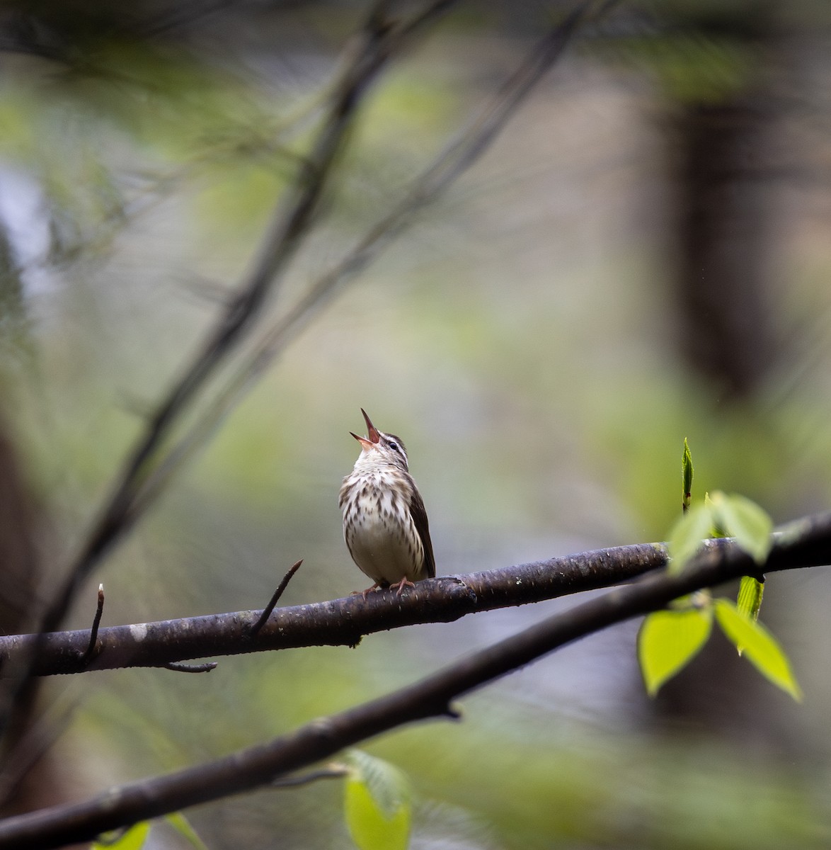 Louisiana Waterthrush - ML634901044