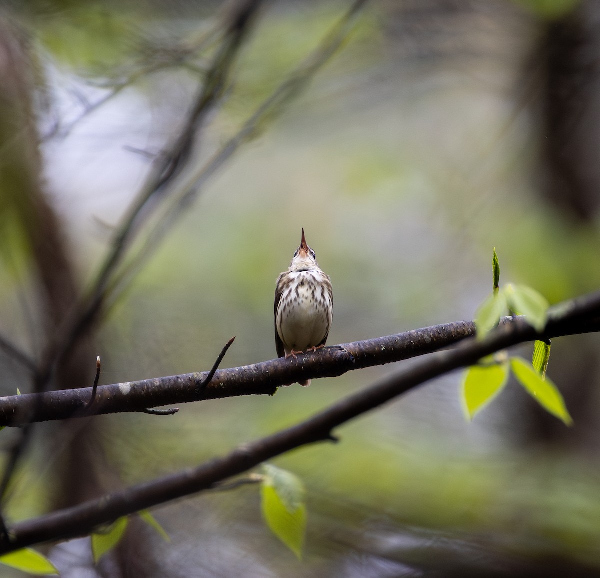 Louisiana Waterthrush - ML634901046