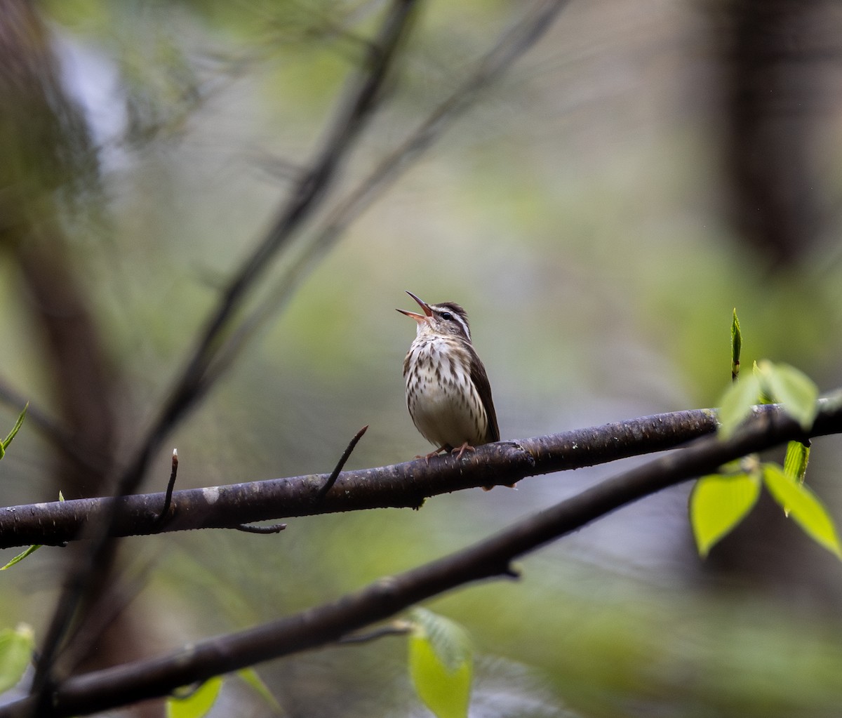 Louisiana Waterthrush - ML634901047