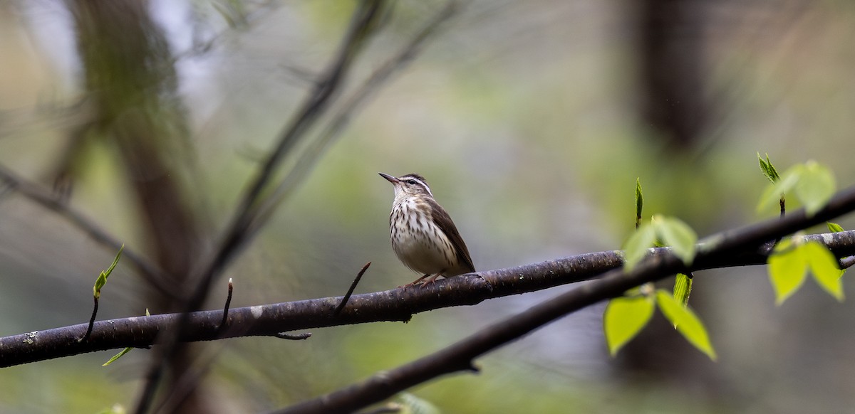 Louisiana Waterthrush - ML634901048