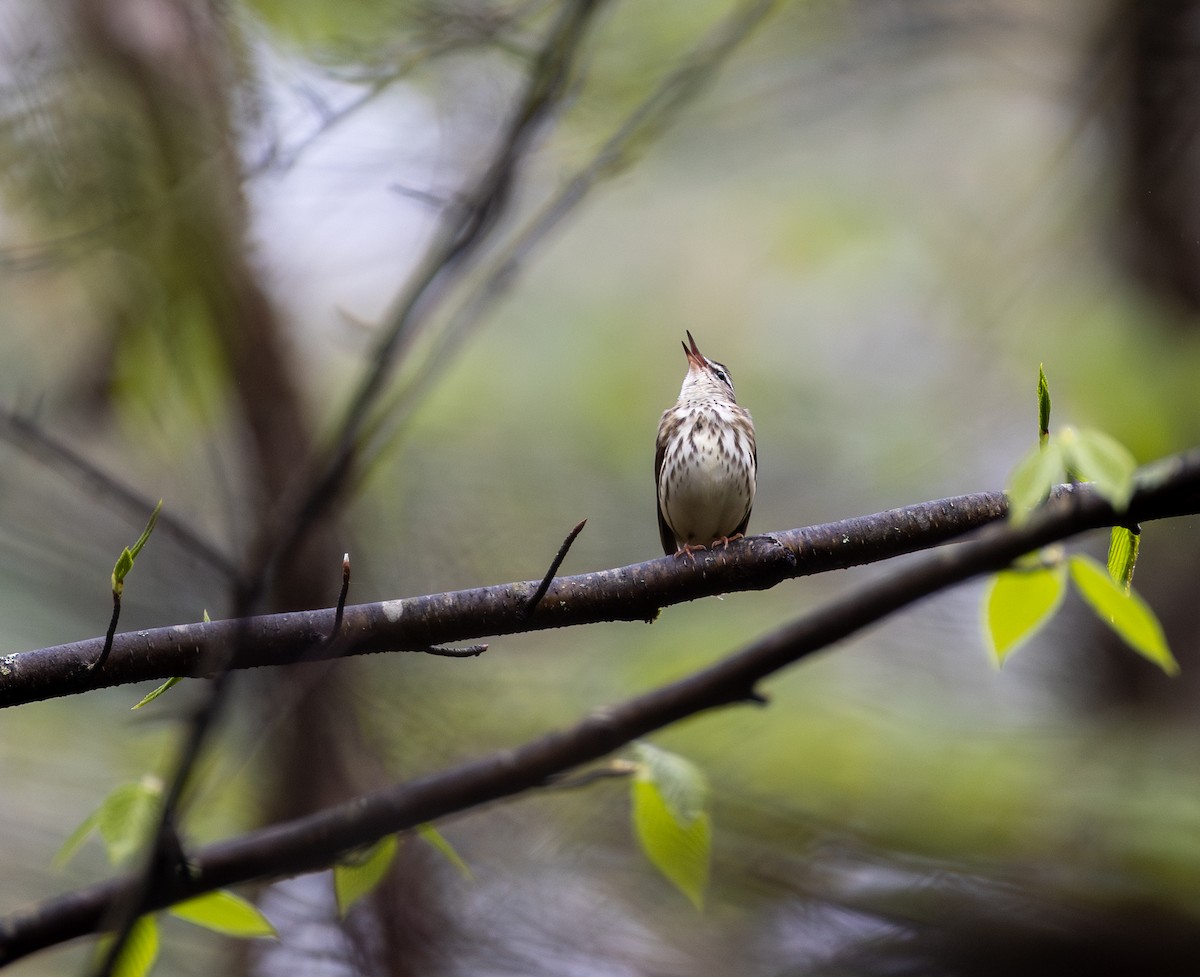 Louisiana Waterthrush - ML634901049