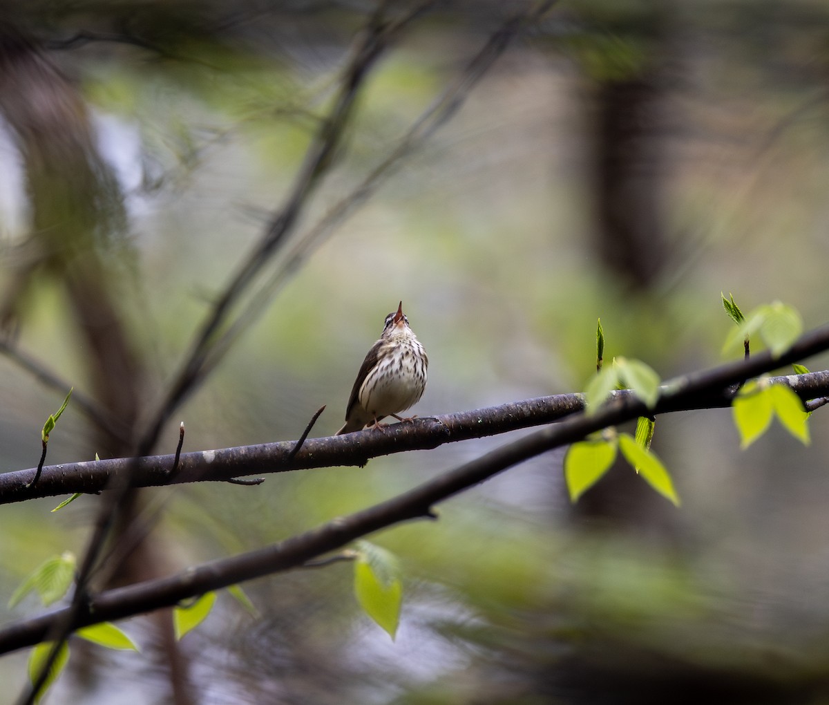 Louisiana Waterthrush - ML634901050