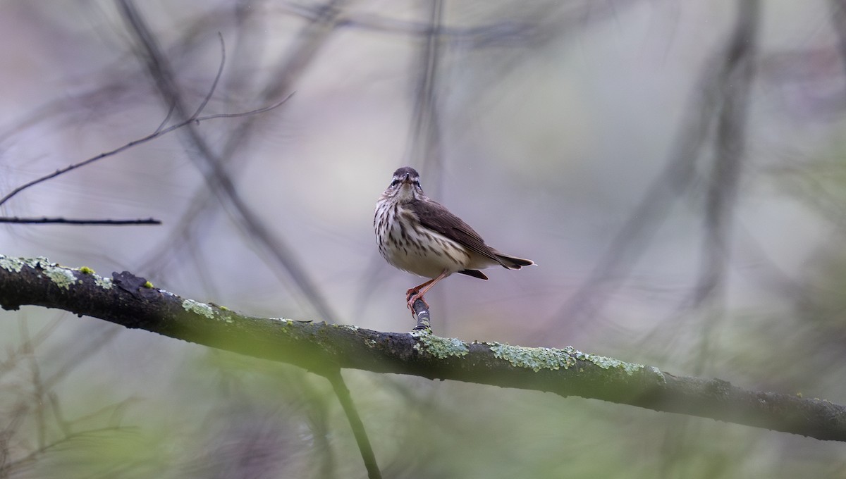 Louisiana Waterthrush - ML634901051