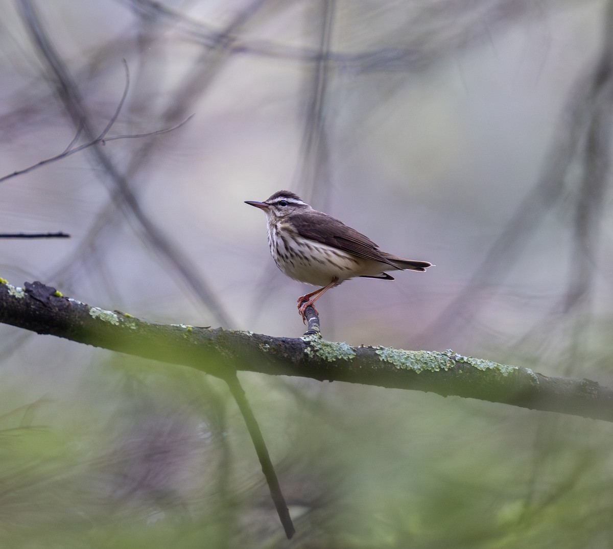 Louisiana Waterthrush - ML634901052