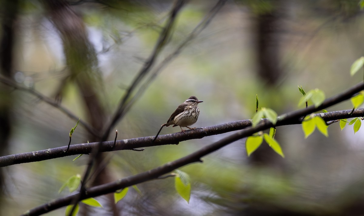 Louisiana Waterthrush - ML634901053