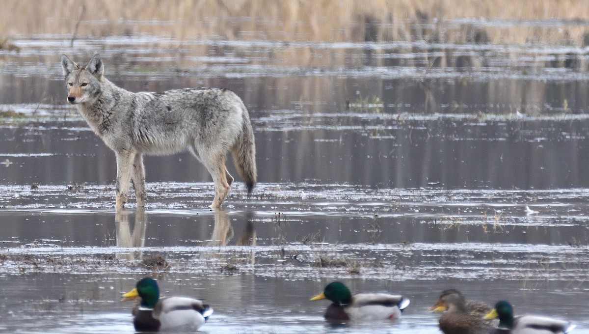 Coyote - ML634901057