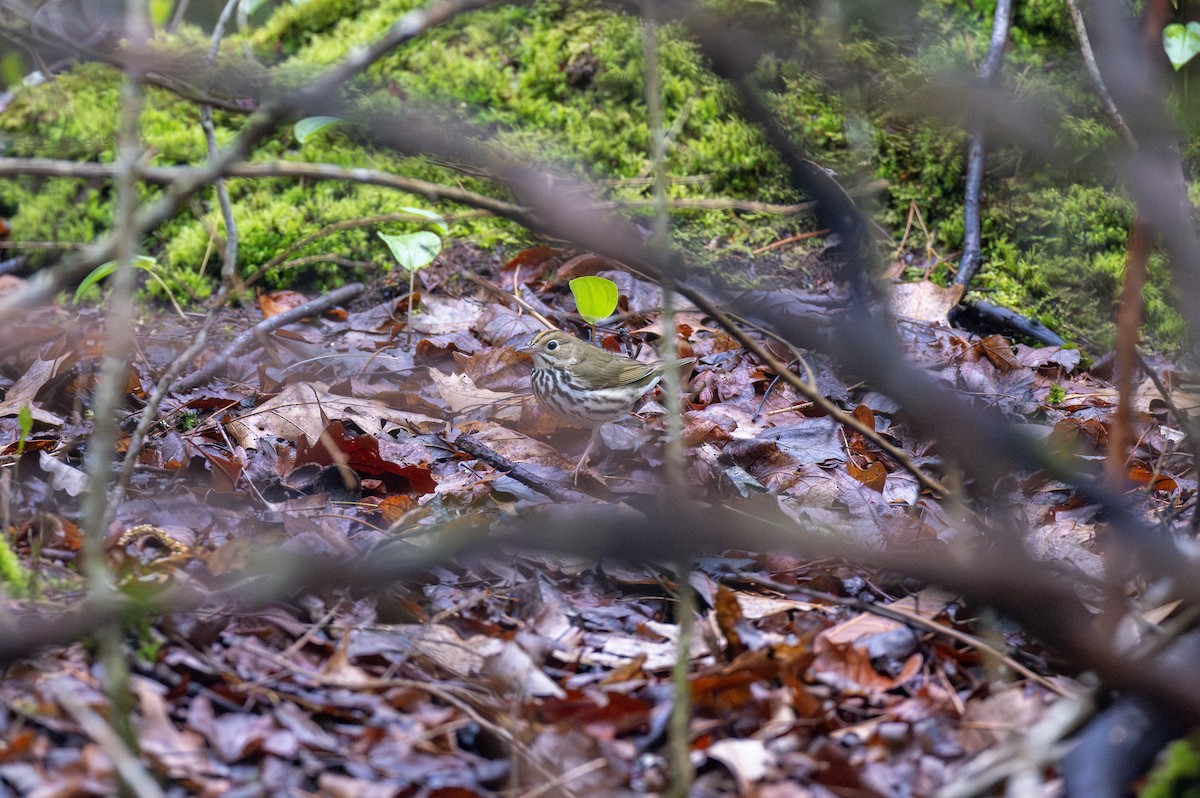 Ovenbird - ML634901117