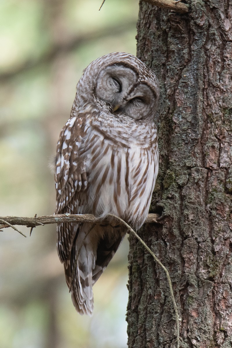 Barred Owl - ML634901155