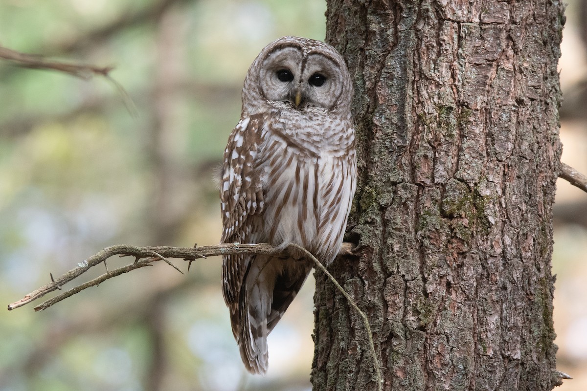 Barred Owl - ML634901156
