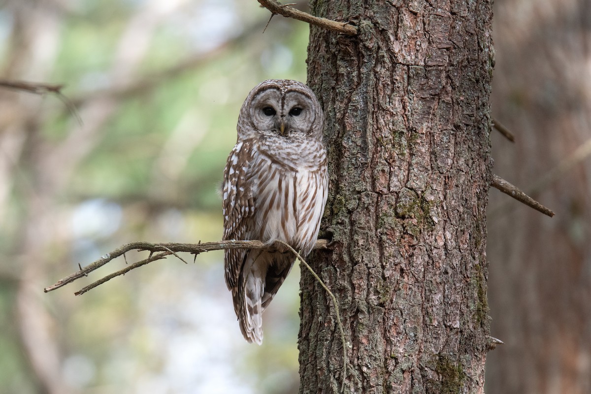Barred Owl - ML634901157