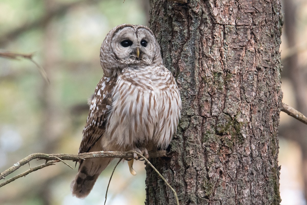 Barred Owl - ML634901158
