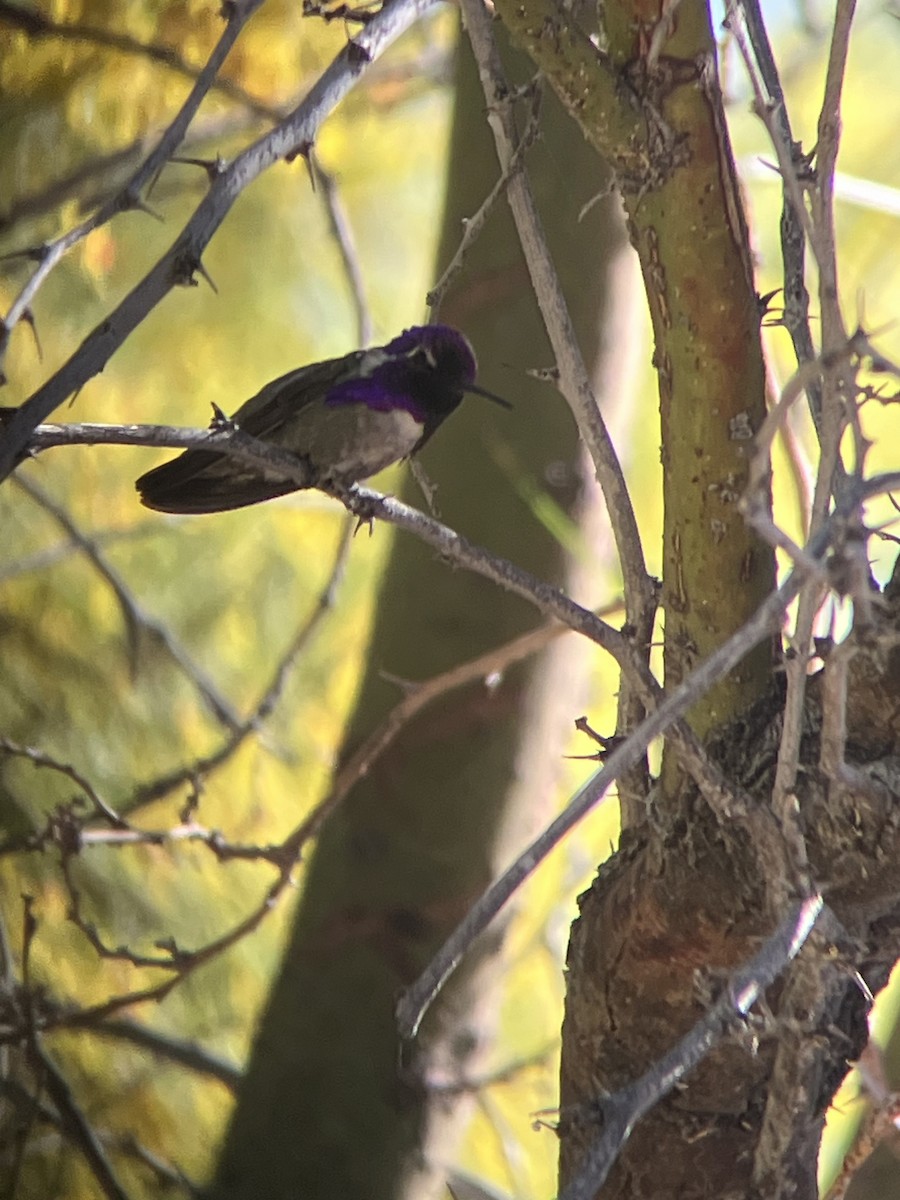 Veilchenkopfelfe - ML634901309