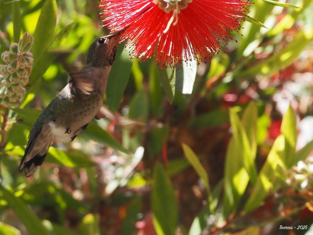 Schwarzkinnkolibri - ML634901319