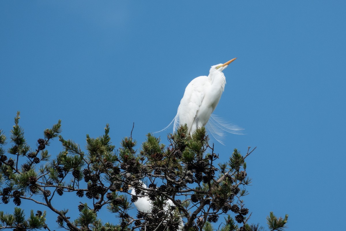 Great Egret - ML634901325