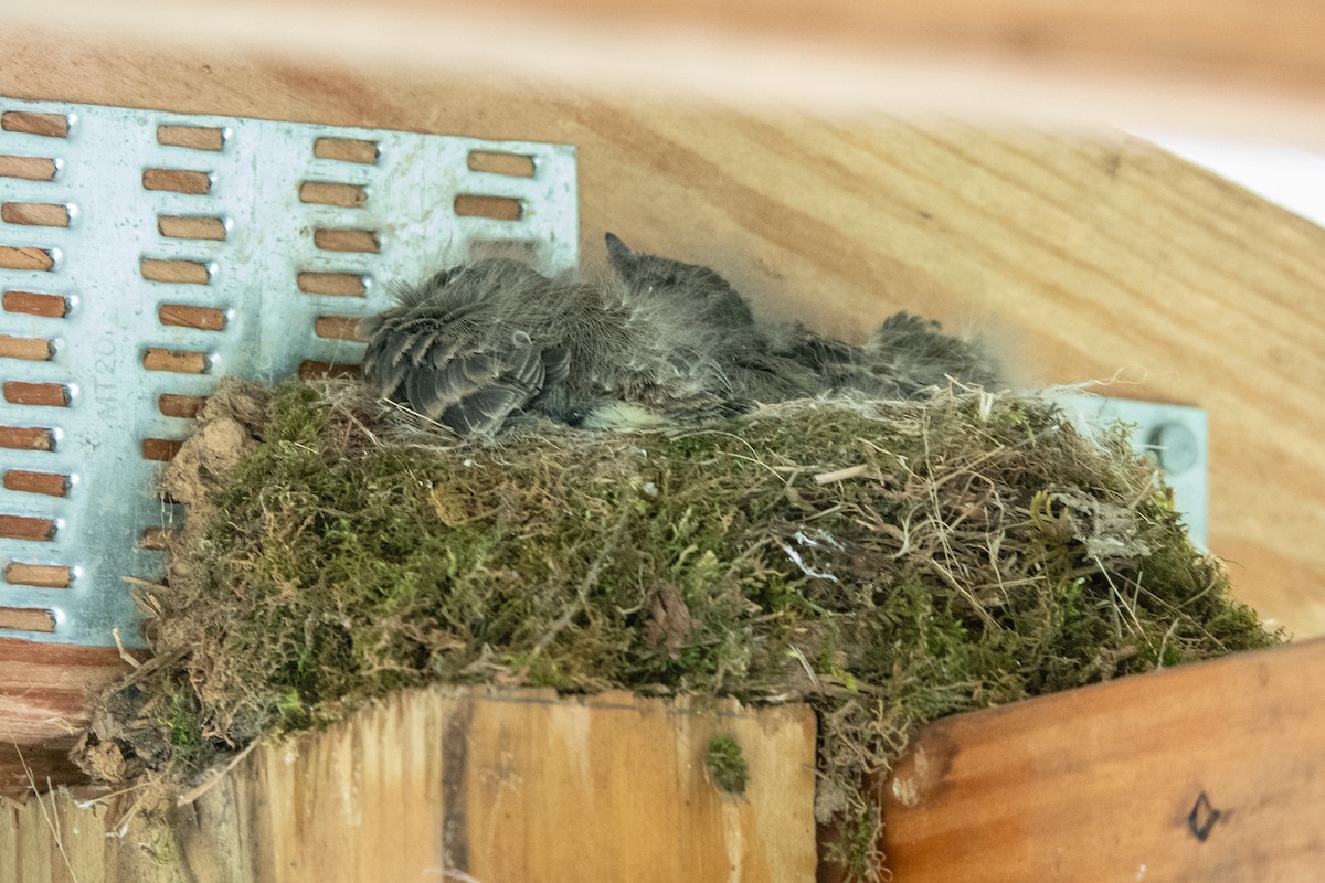 Eastern Phoebe - ML634901341