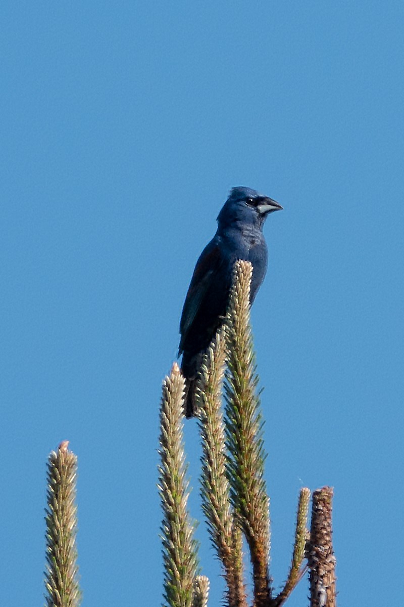 Blue Grosbeak - ML634901377