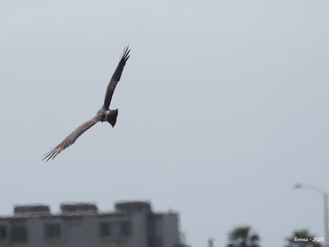 Hudsonweihe - ML634901388