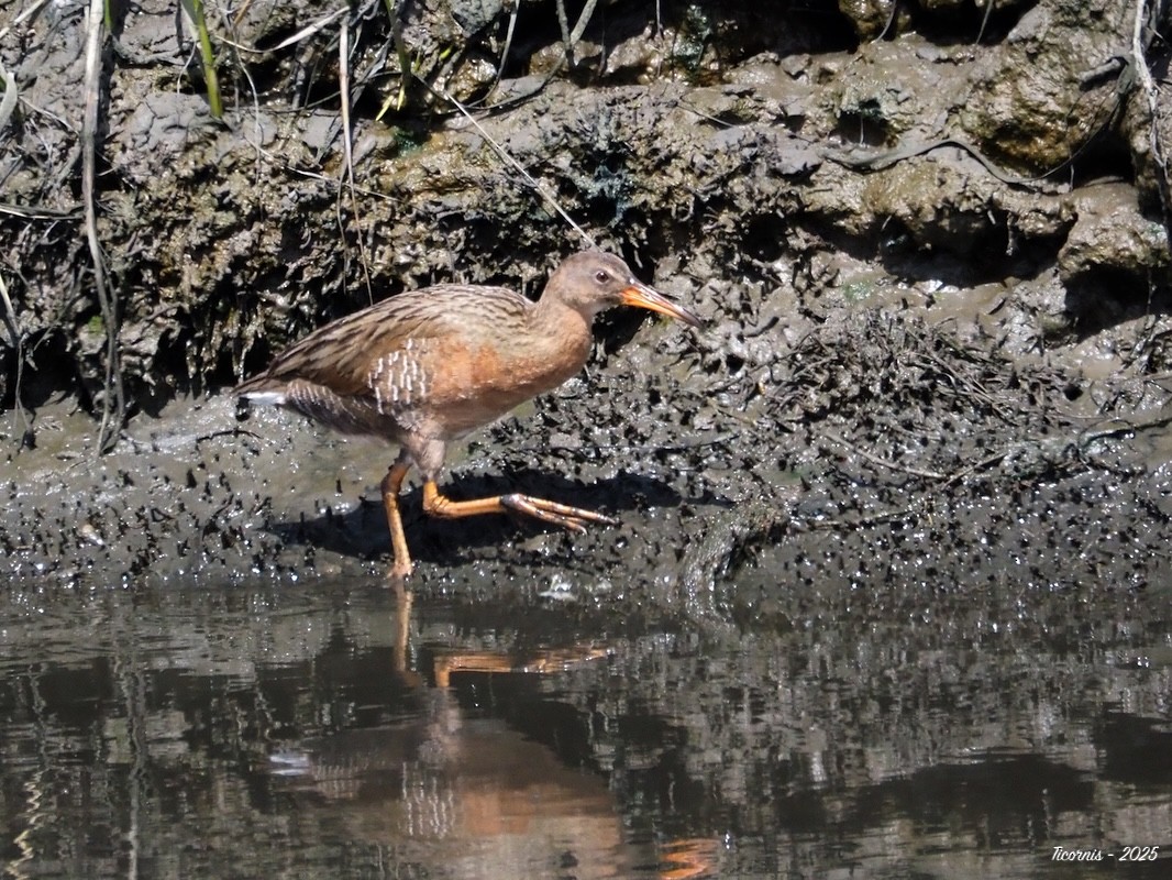 Ridgwayralle (levipes) - ML634901411