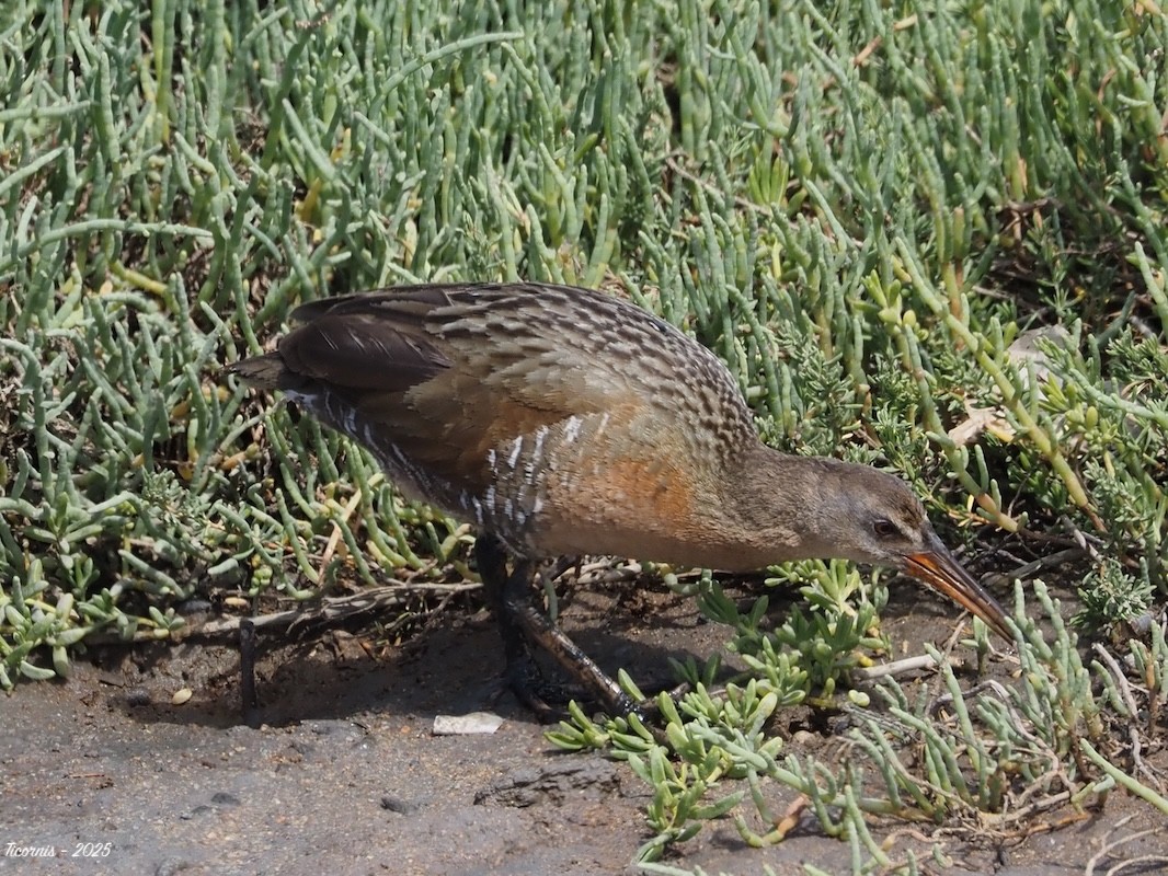 Ridgwayralle (levipes) - ML634901412