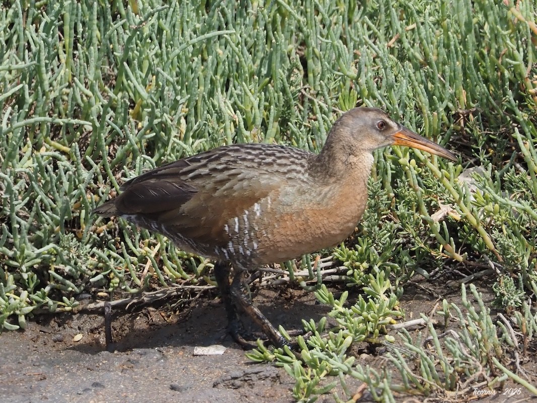 Ridgwayralle (levipes) - ML634901413