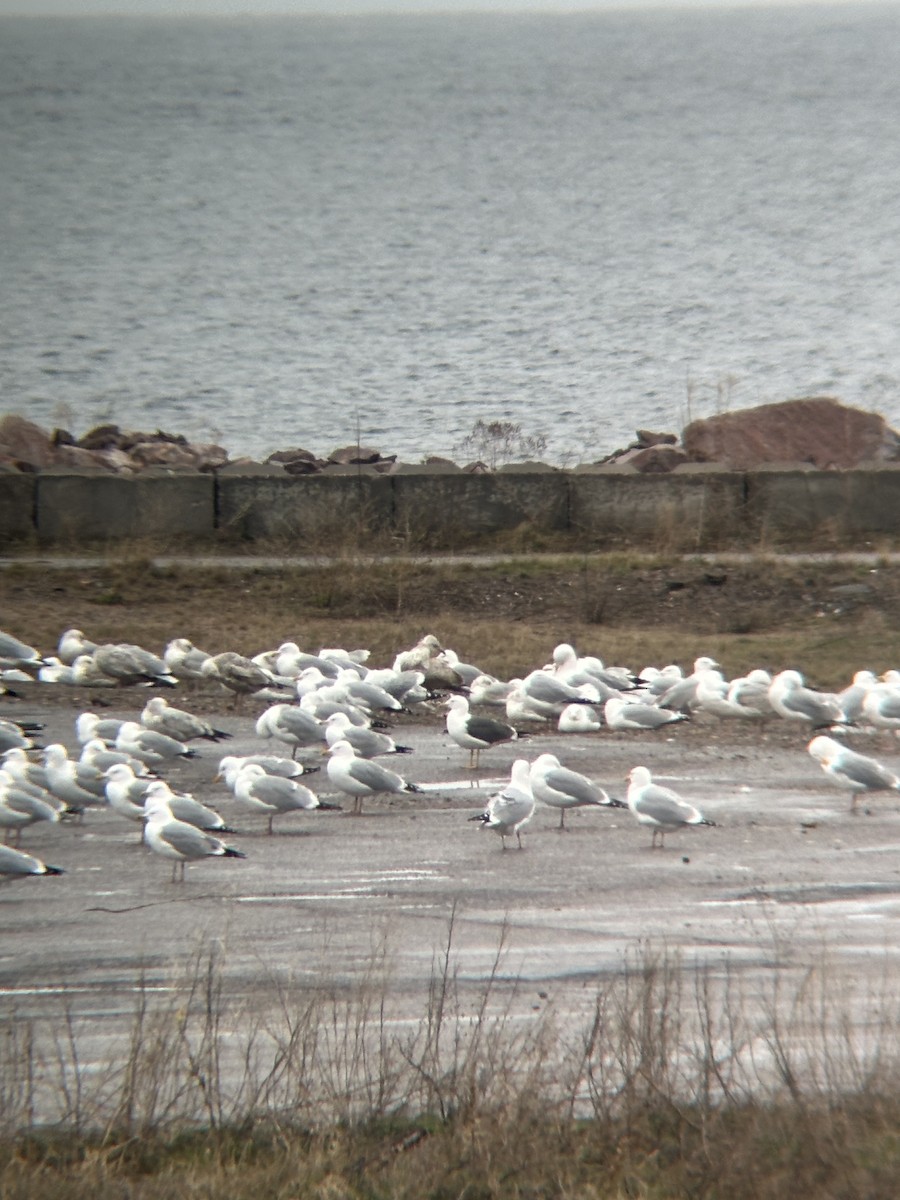 Lesser Black-backed Gull - ML634901438