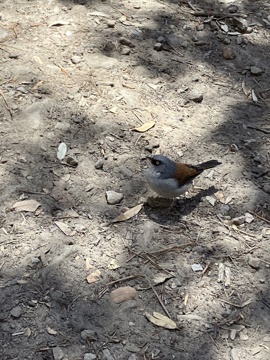 Rotrückenammer - ML634901442