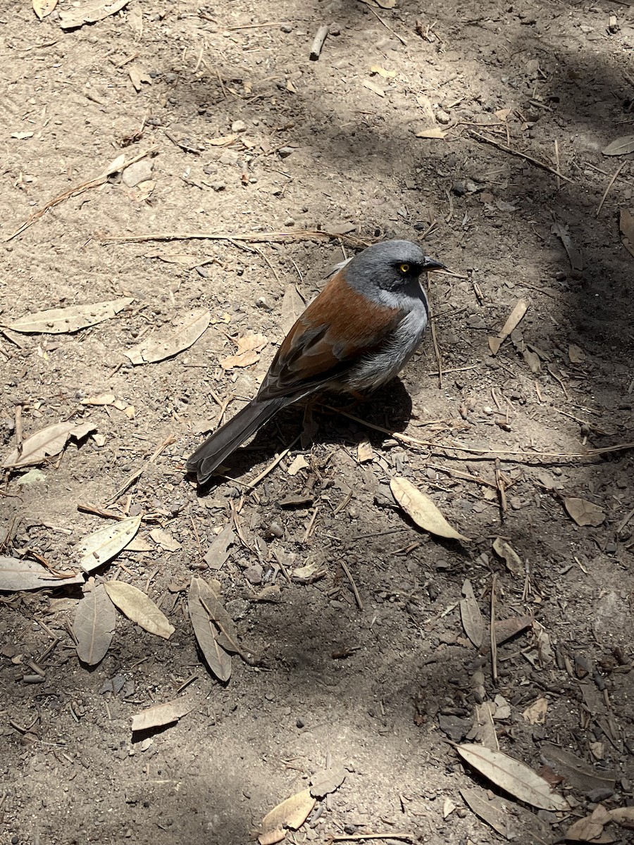 Rotrückenammer - ML634901443