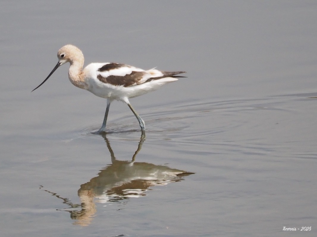 Braunhals-Säbelschnäbler - ML634901460