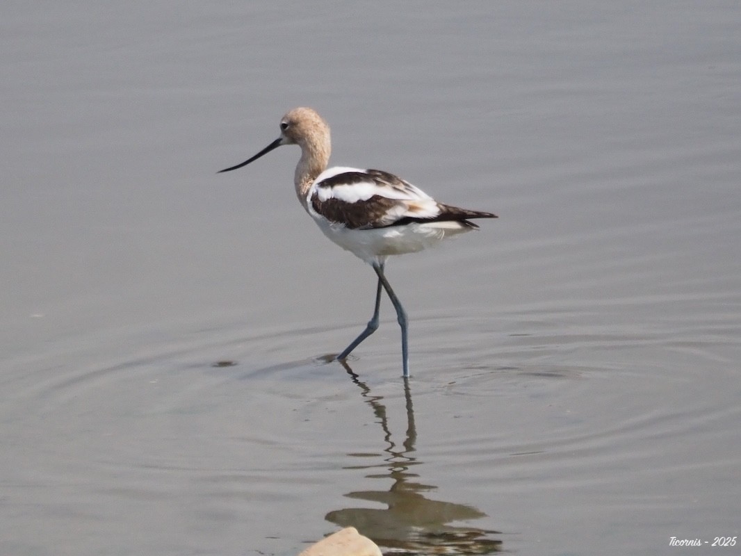 Braunhals-Säbelschnäbler - ML634901461