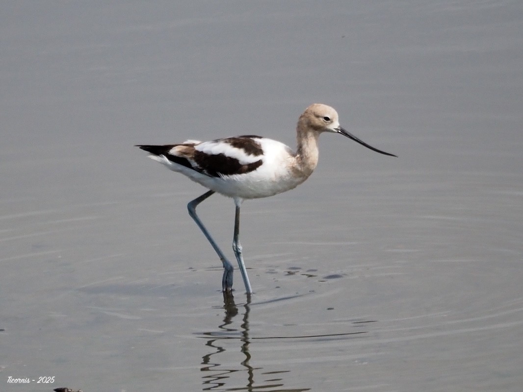 Braunhals-Säbelschnäbler - ML634901462