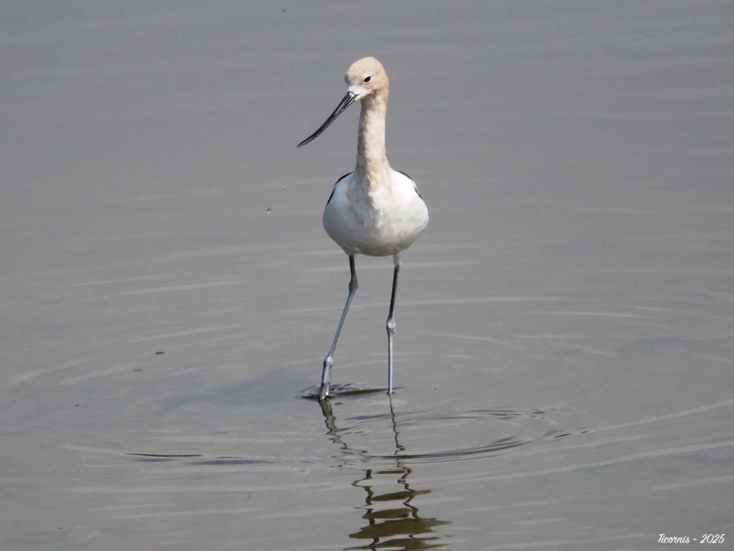 Braunhals-Säbelschnäbler - ML634901463