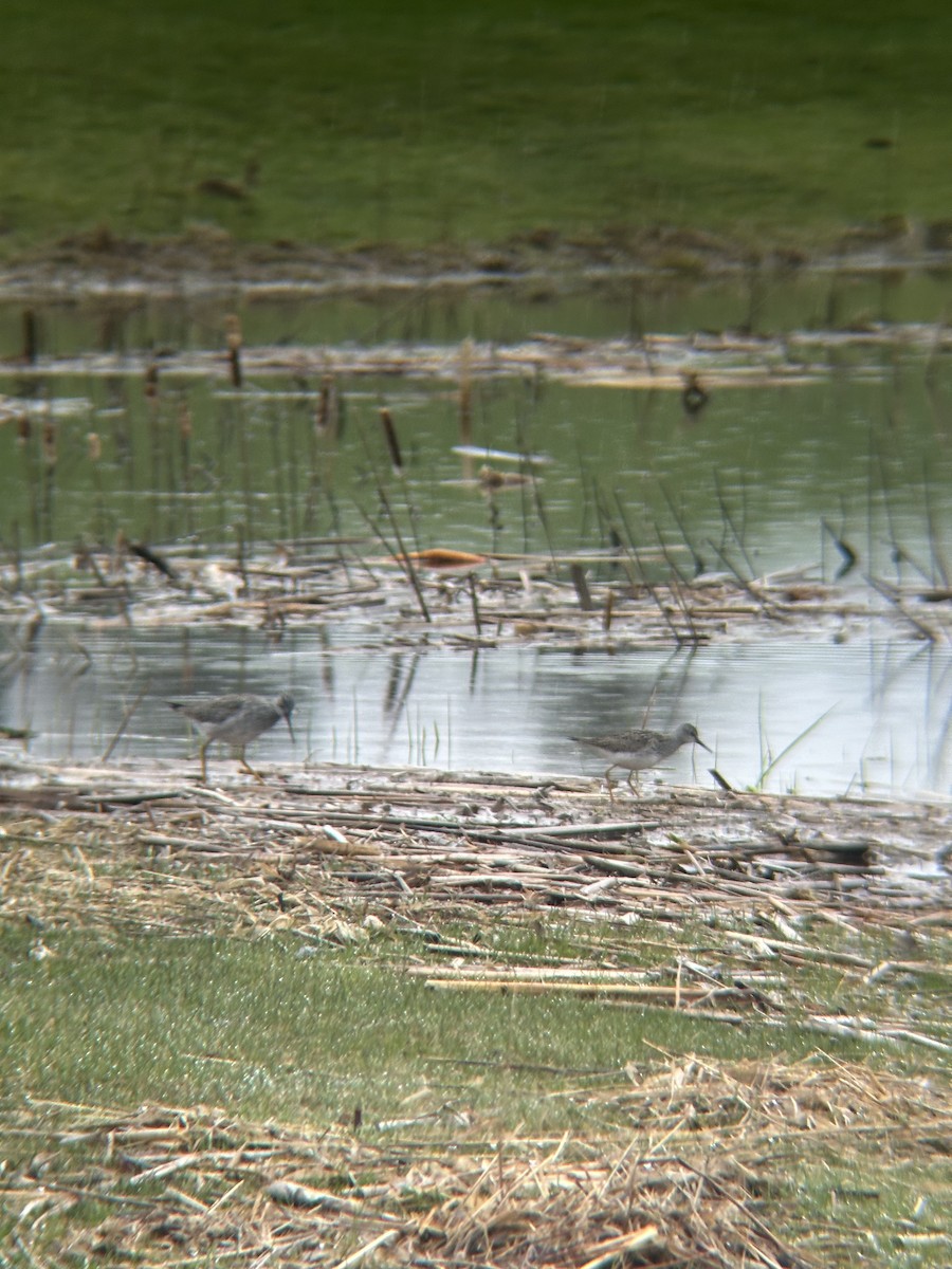 Lesser Yellowlegs - ML634901602
