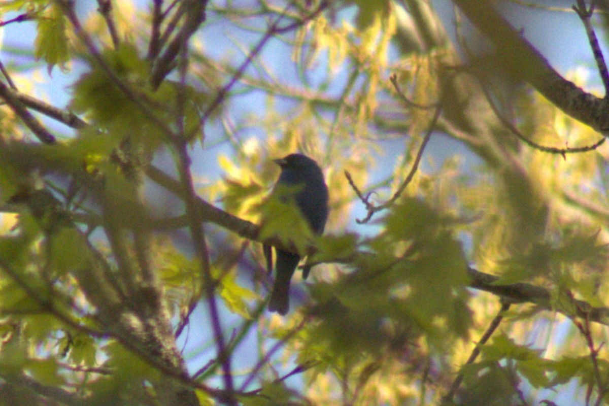 Indigo Bunting - ML634901703