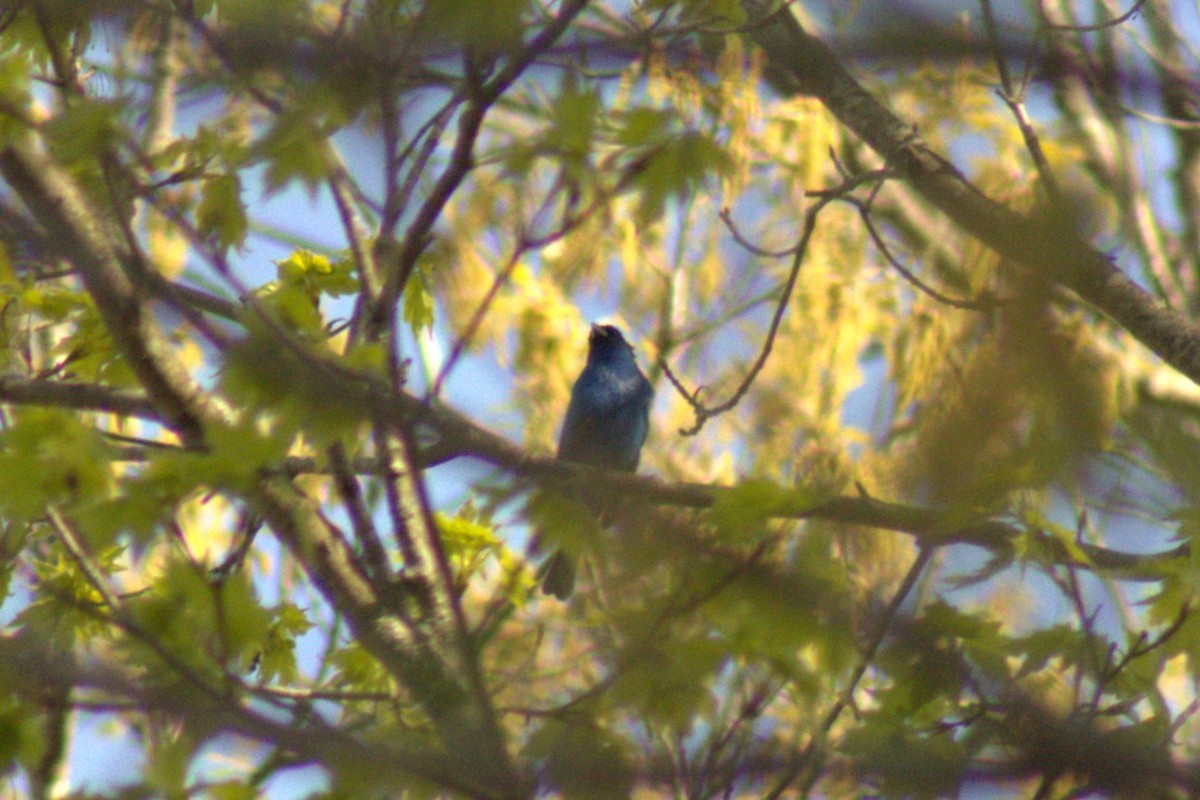 Indigo Bunting - ML634901704
