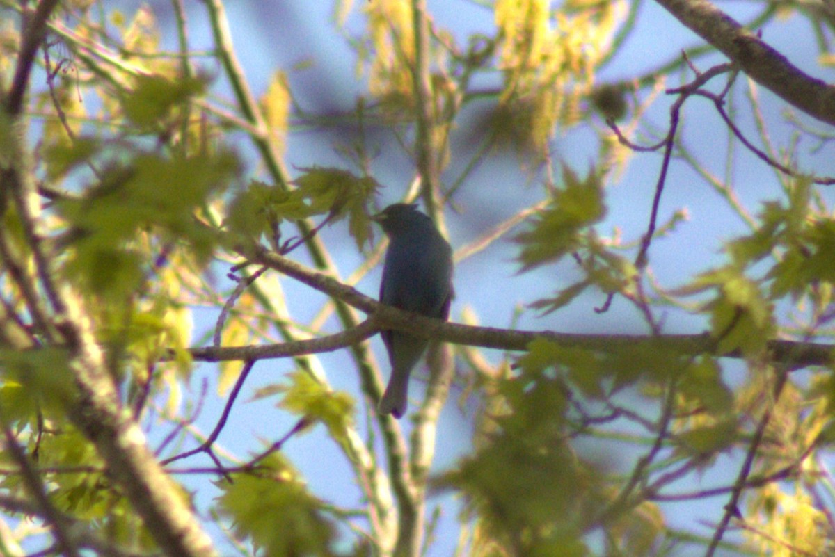 Indigo Bunting - ML634901705