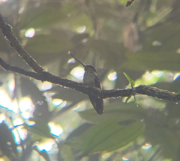 Tooth-billed Hummingbird - ML634901716